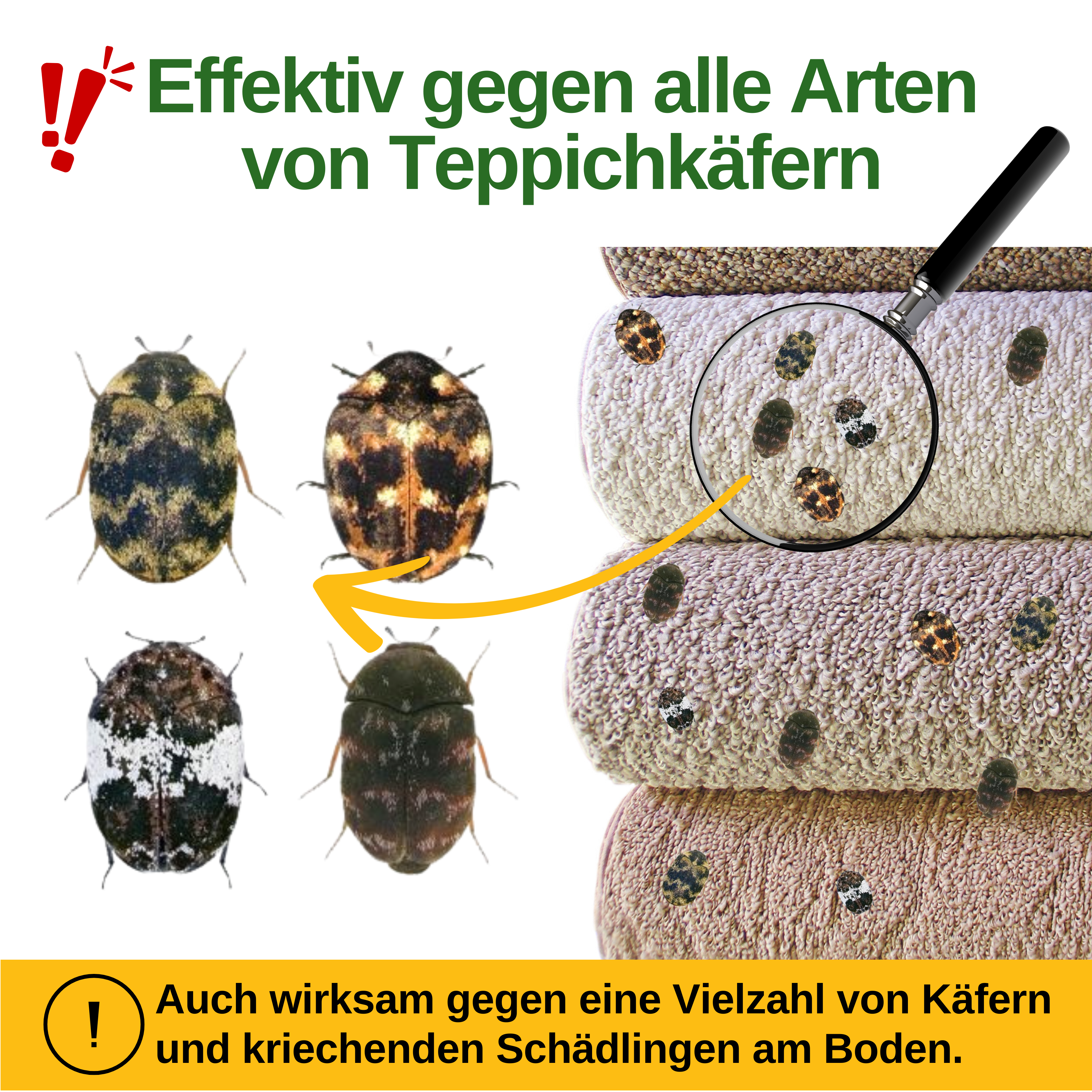 Teppichkäfer Falle mit Spezial-Lockstoff
