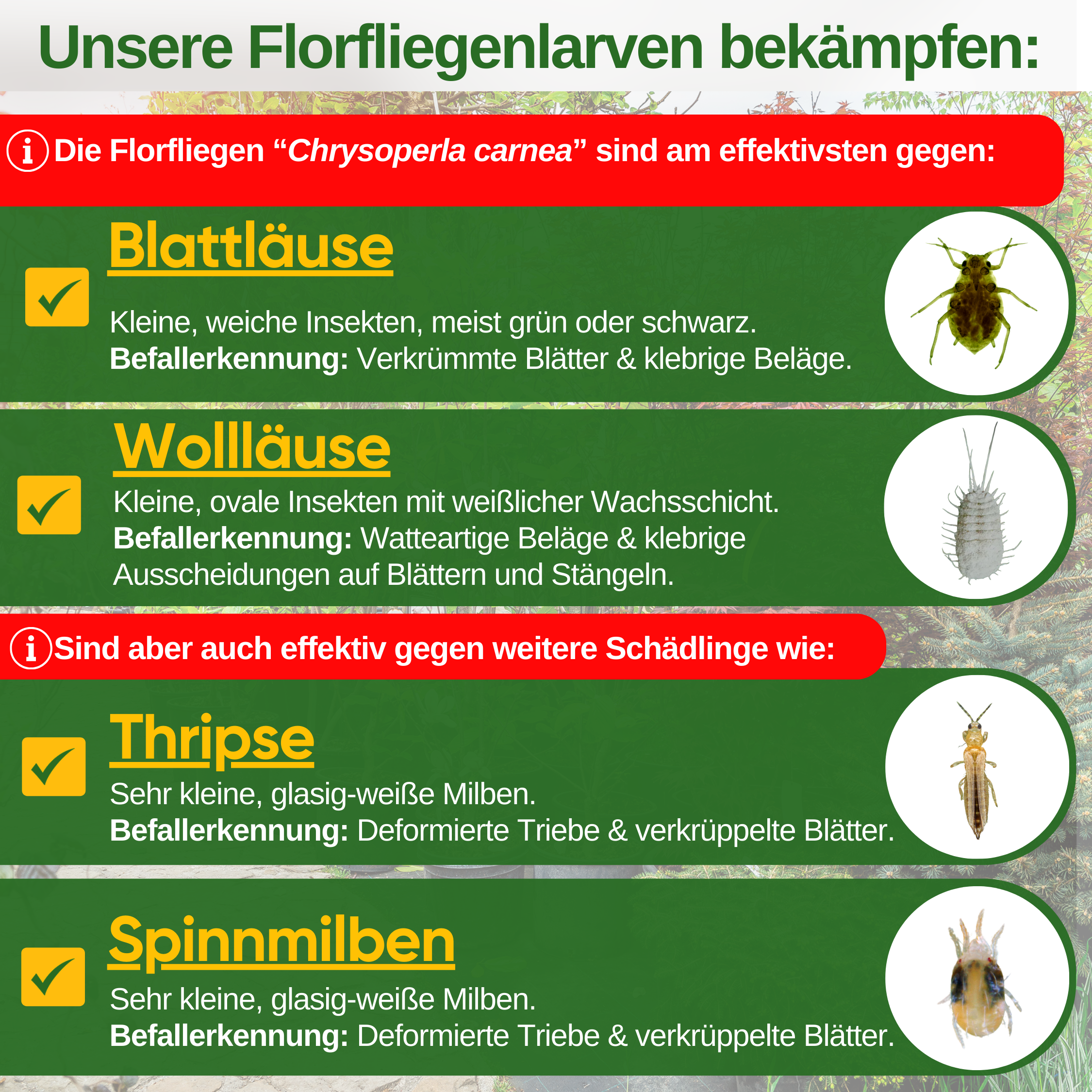Florfliegenlarven gegen Blattläuse und Wollläuse