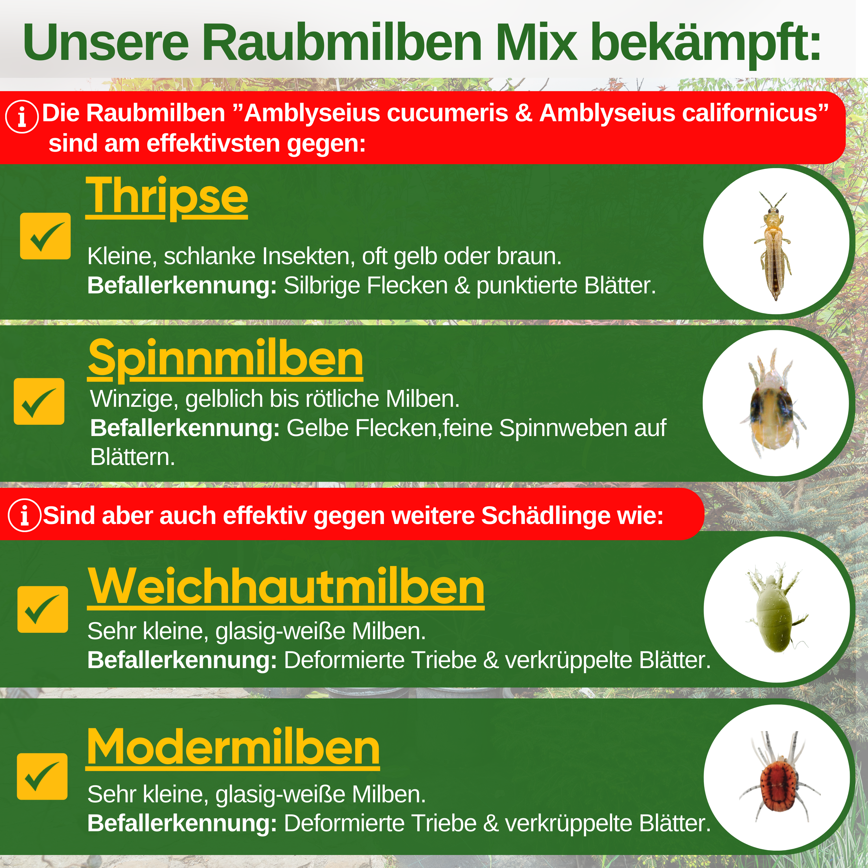 Raubmilben Mix gegen Thripse & Spinnmilben zum Aufhängen oder Streuen