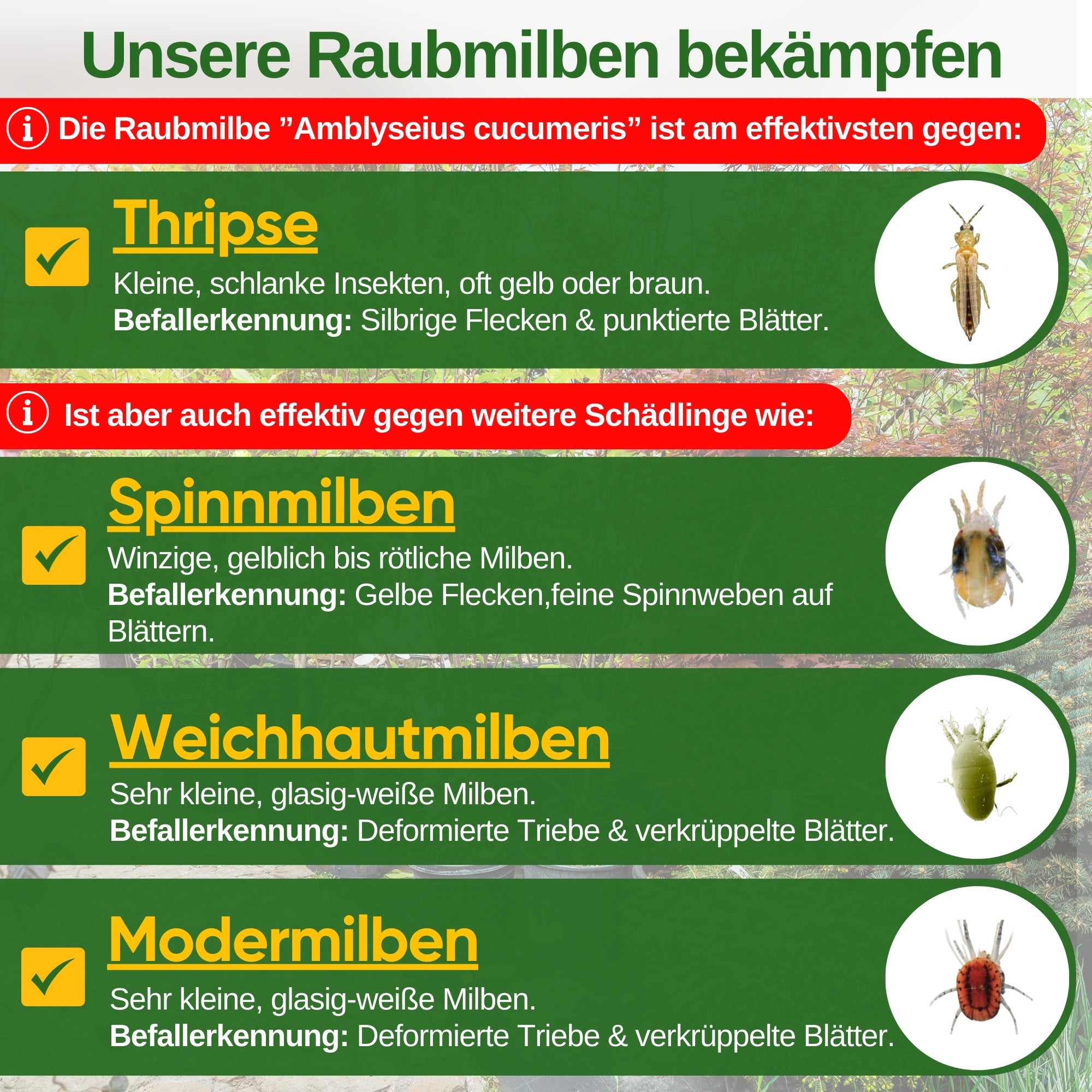 Raubmilben gegen Thripse zum Aufhängen oder Streuen
