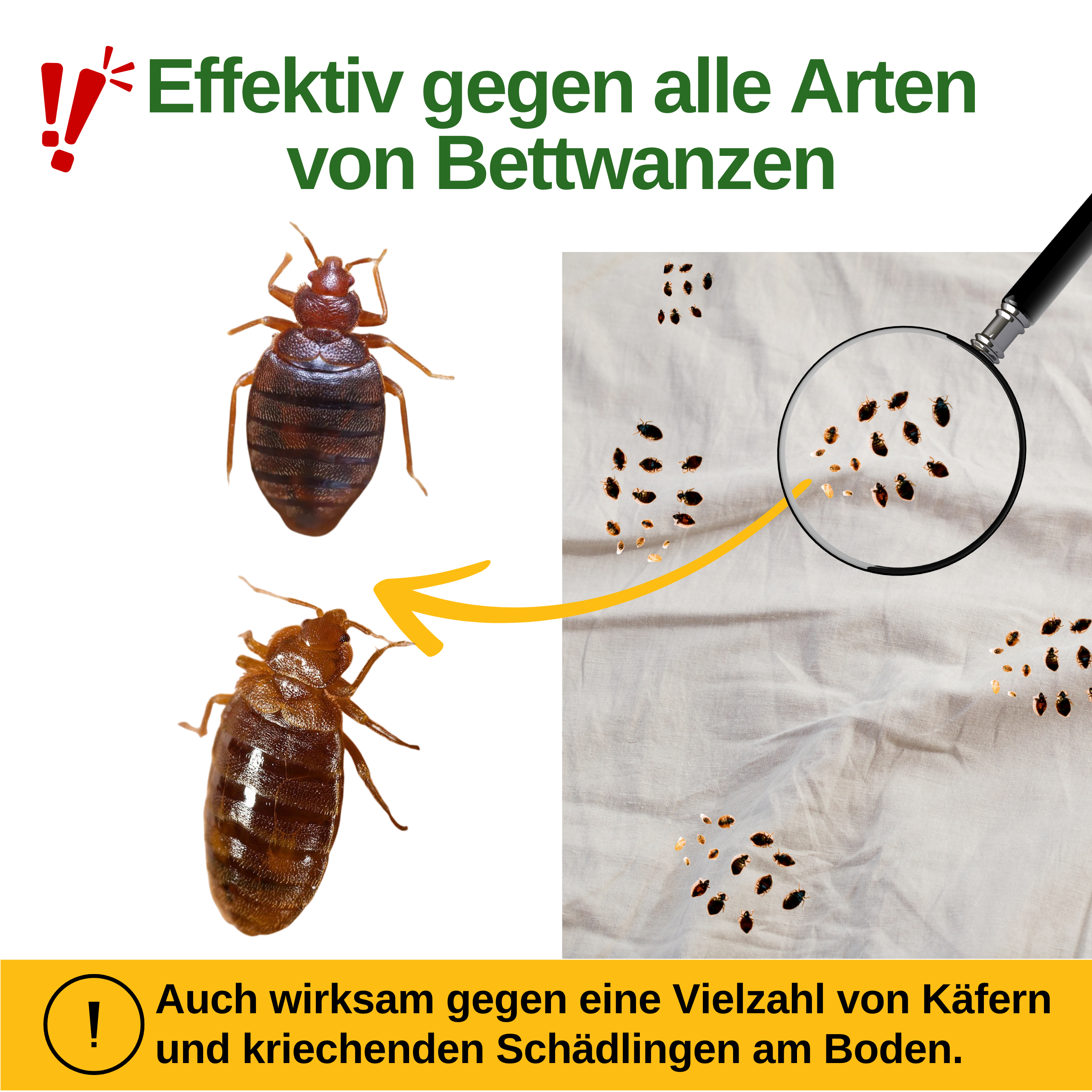 Bettwanzen Falle mit Pheromon-Lockstoff