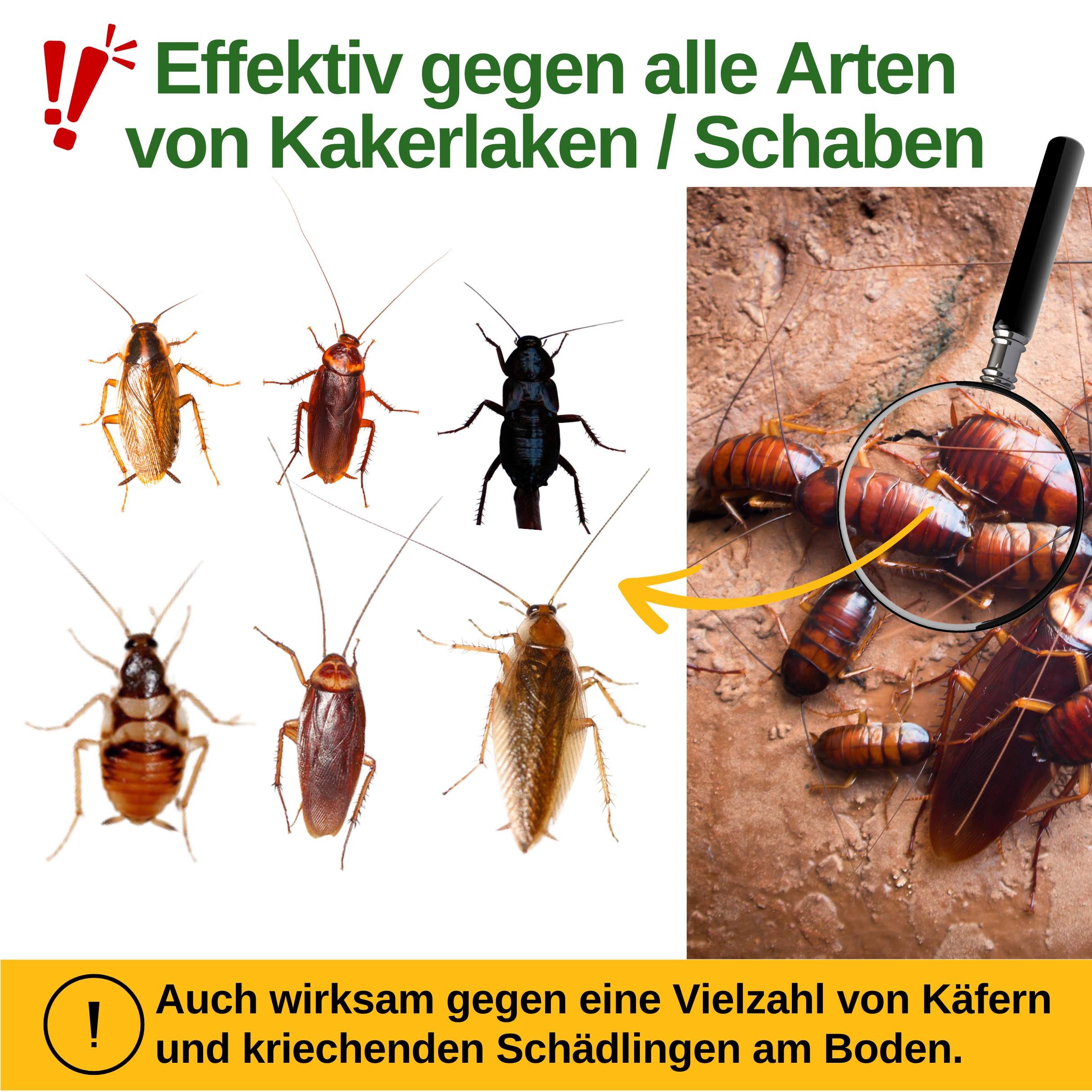 Kakerlaken / Schaben Falle mit Spezial-Lockstoff