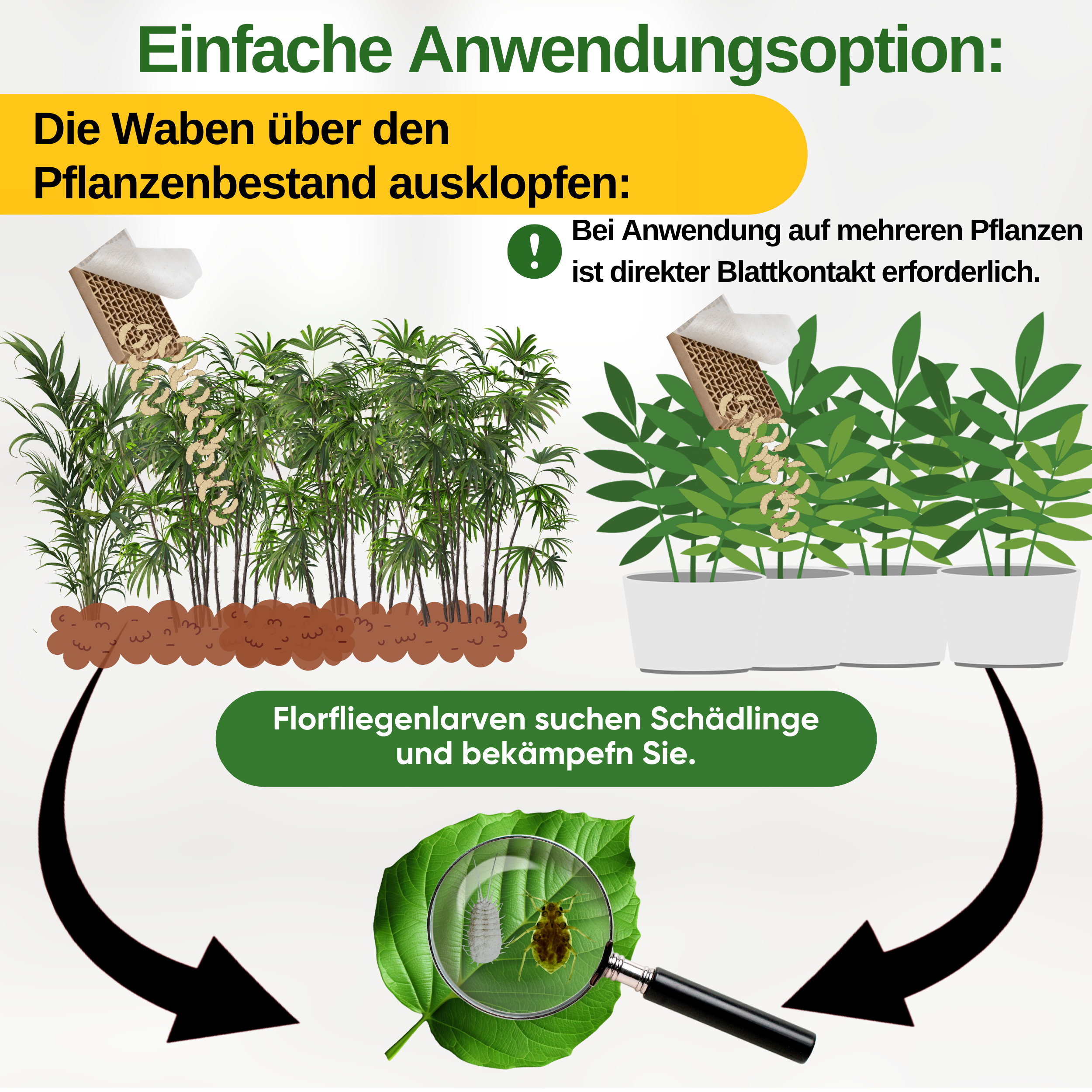 Florfliegenlarven gegen Blattläuse und Wollläuse