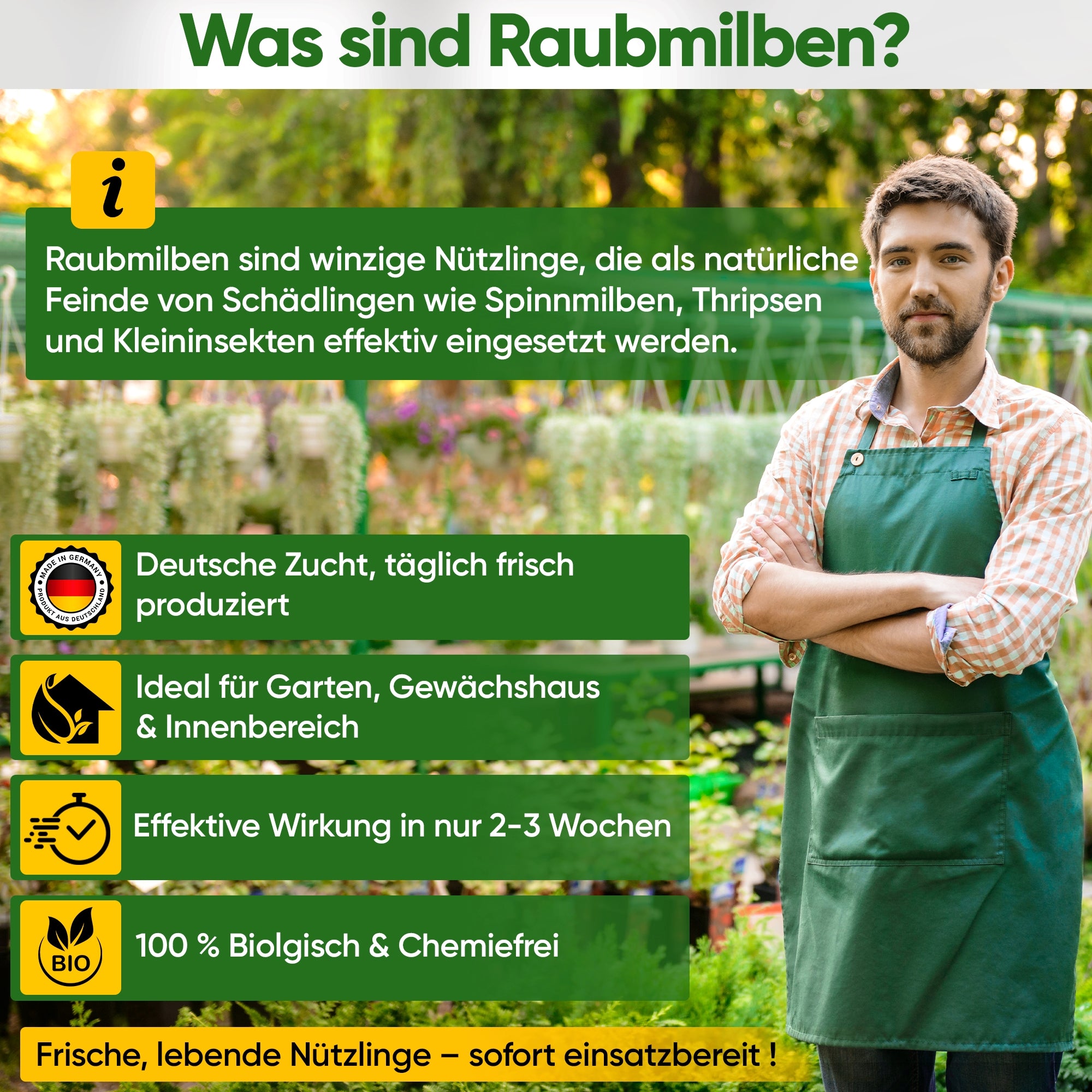 Raubmilben gegen Spinnmilben zum Aufhängen oder Streuen