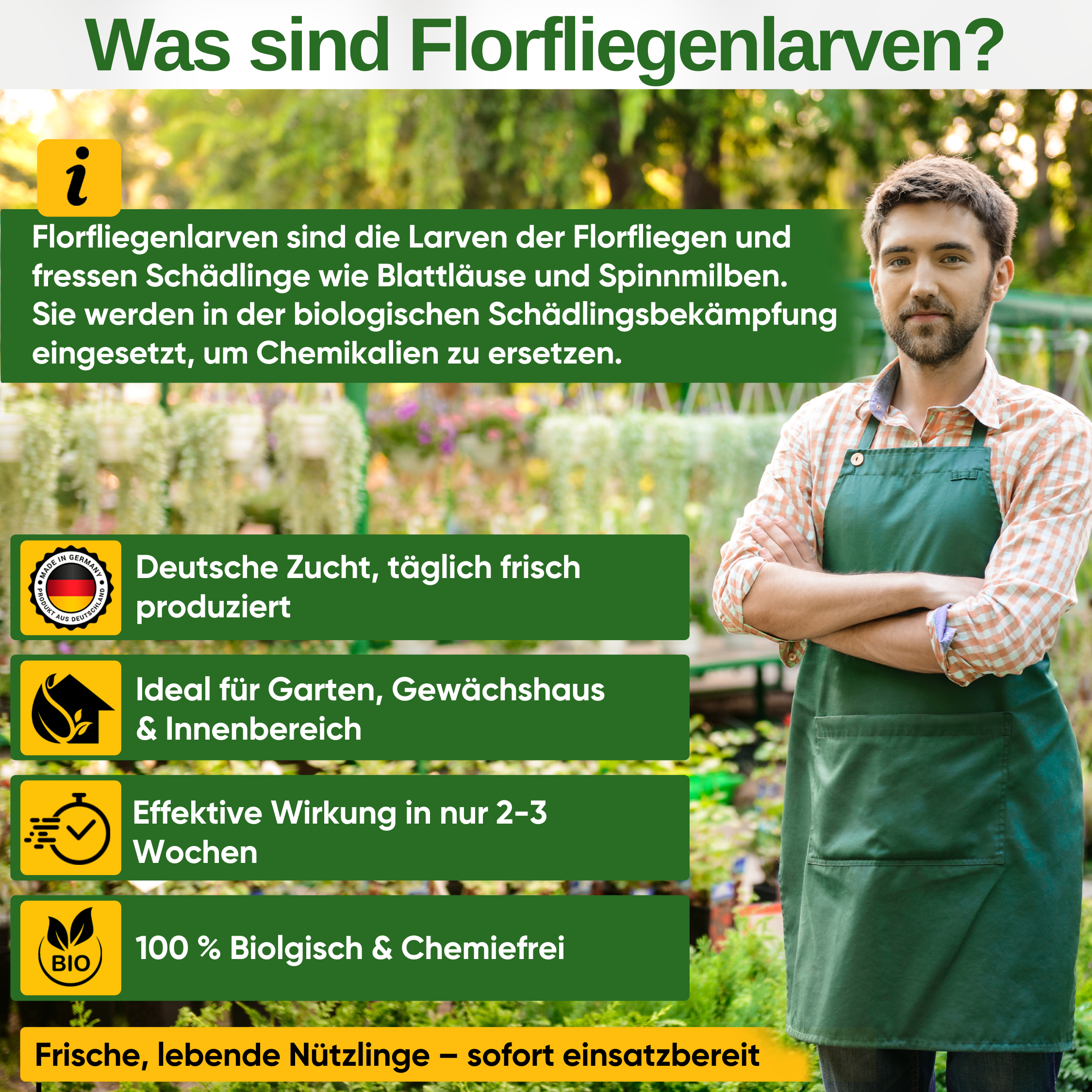 Florfliegenlarven gegen Blattläuse und Wollläuse