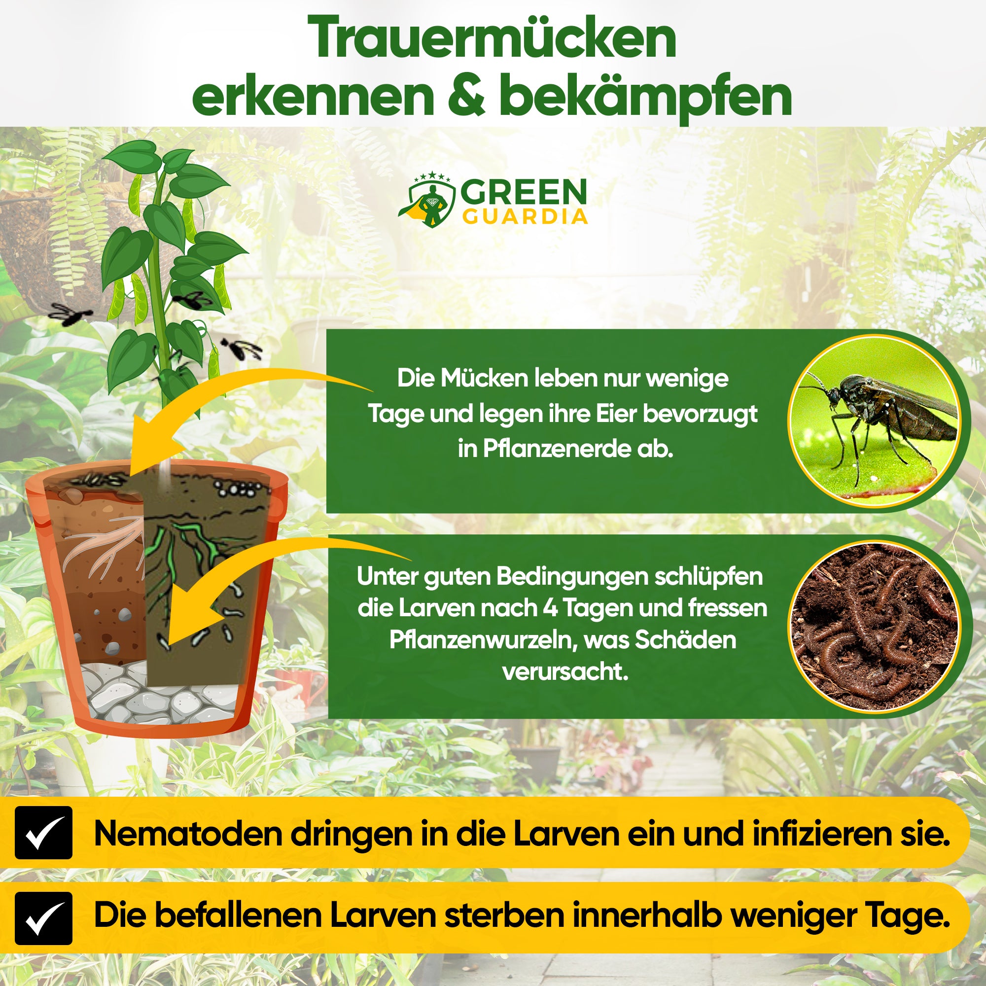 SF-Nematoden gegen Trauermücken, Apfelwickler & Ameisen