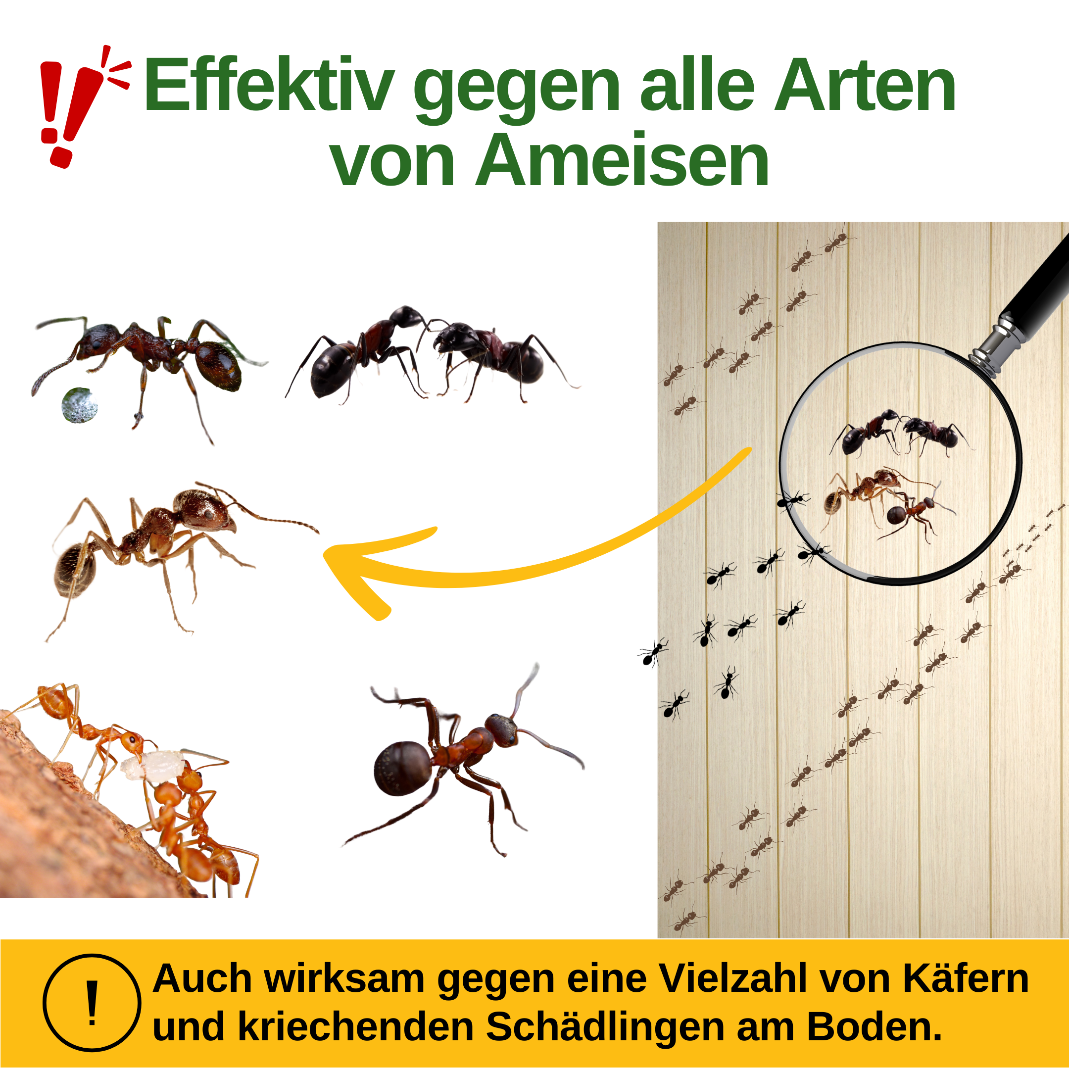 Ameisen Falle mit Spezial-Lockstoff
