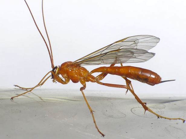 Schlupfwespen (Trichogramma evanescens) von der Seite