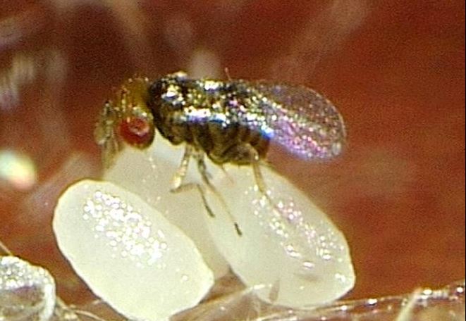 Schlupfwespen (Trichogramma brassicae BEZDENKO) auf belagerten Eiern