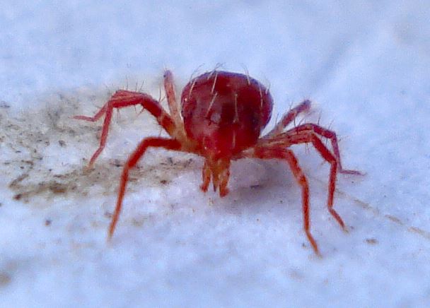 Raubmilben (Phytoseiulus persimilis) von vorne