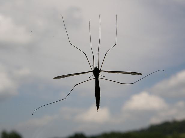 Kohlschnake von unten