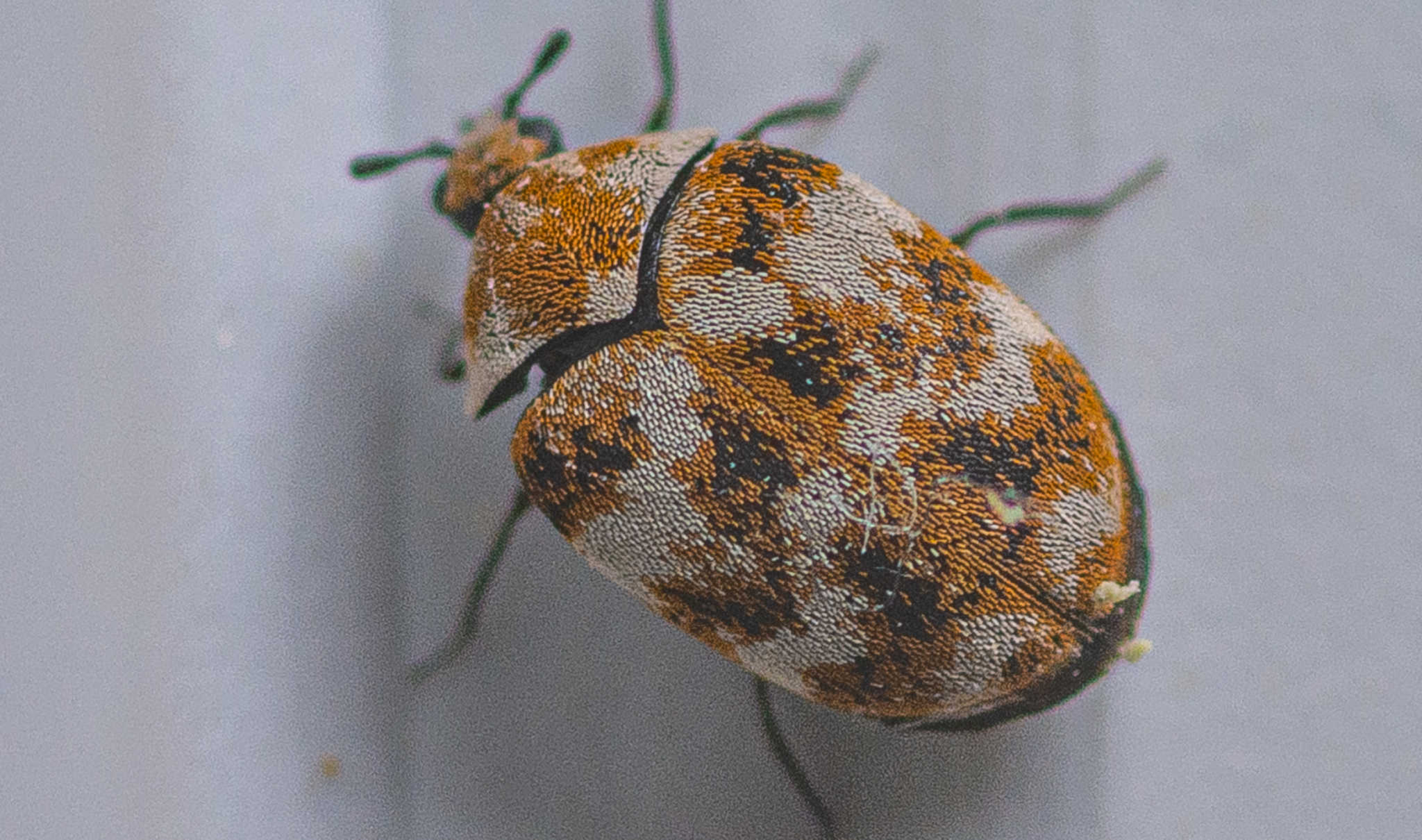 Teppichkäfer von oben