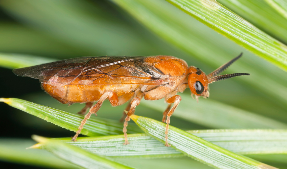 Kiefernbuschhornblattwespe auf einem Blatt