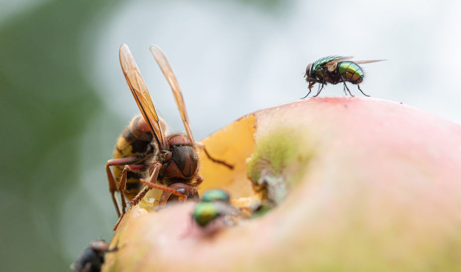 Kirschfruchtfliegen auf einem Apfel