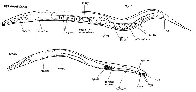 Nematoden (Phasmarhabditis hermaphrodita) als Zeichnung mit Innereien