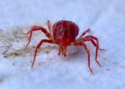 Phytoseiulus persimilis stark vergrößert