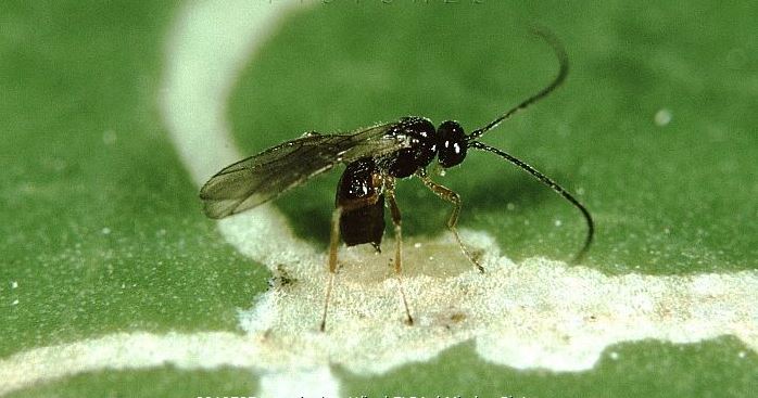 Schlupfwespe (Dacnusa sibirica TELENGA) auf einem Blatt