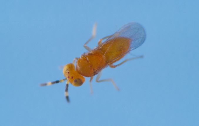 Schlupfwespen (Metaphycus helvolus COMPERE) von oben