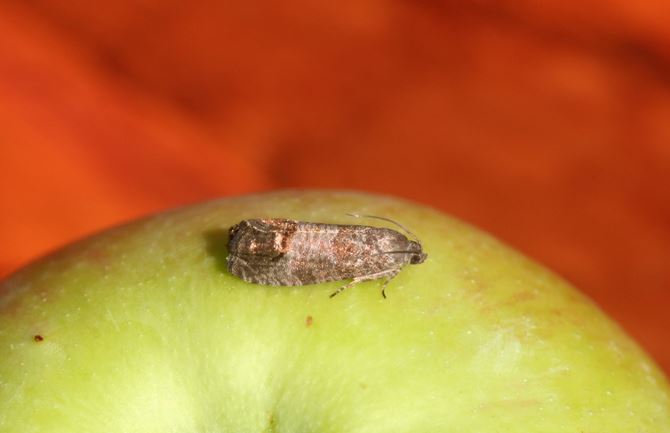 Apfelwickler auf einem Apfel