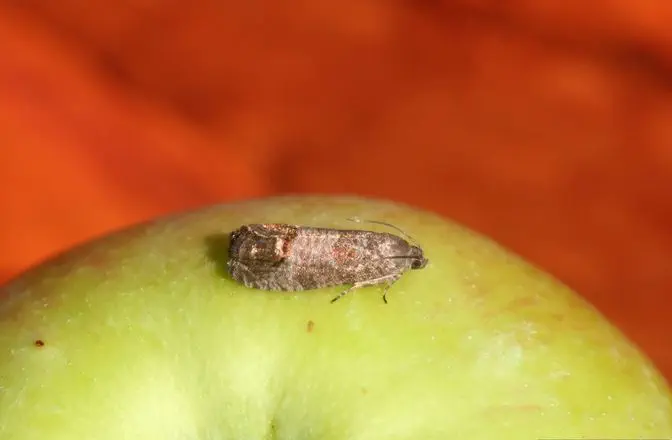Ein Schädling namens Apfelwickler auf einem Apfel. Die Passenden Nützlinge dazu sind Schlupfwespen.