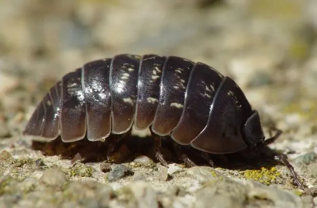 Ein Schädling namens Assel auf einem Stein. Die passenden Nützlinge dazu sind Nematoden.