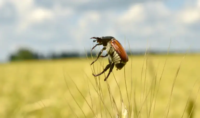 Ein Schädling namens Brotkäfer. Die passenden Nützlinge dazu sind Schlupfwespen und Lagerpiraten.
