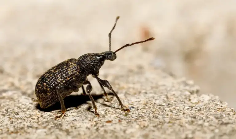 Ein Schädling namens Dickmaulrüssler auf einem Blatt. Die passenden Nützlinge dazu sind Nematoden.