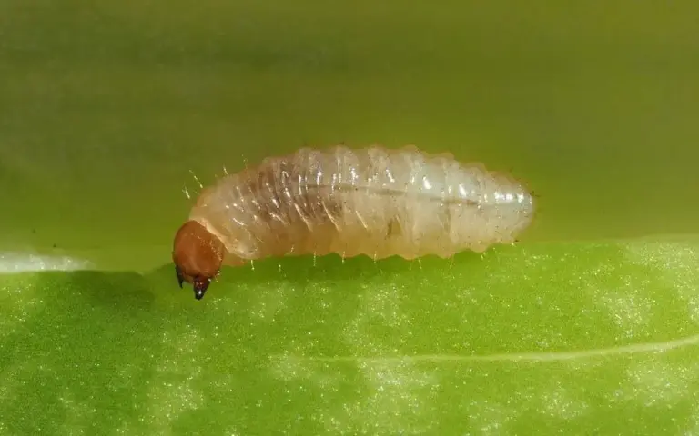 Ein Schädling namens Engerling auf einem Blatt. Die passenden Nützlinge dazu sind Nematoden.