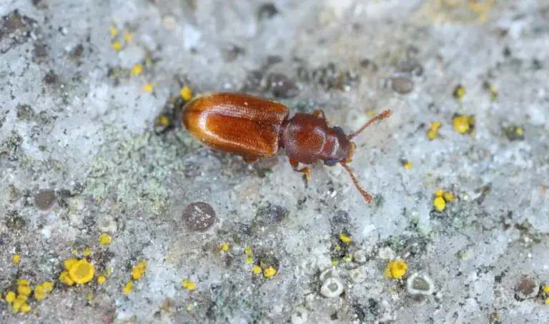 Ein Schädling namens Getreideplattkäfer auf einem Stein. Passende Nützli nge dazu sind Lagerpiraten und Schlupfwespen.