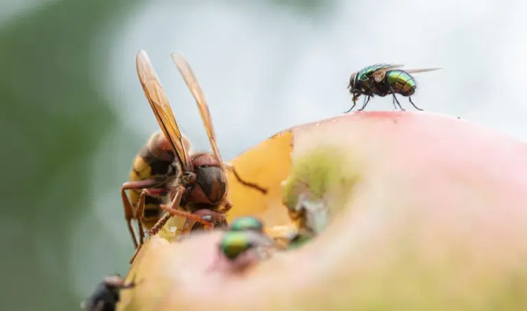 Schädlinge namens Kirschfruchtfliegen auf einem Apfel. Passende Nützlinge dazu sind Schlupfwespen.