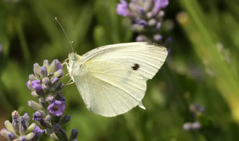 Ein Schädling namens Kohlweißling auf einer Blüte. Natürliche Nützlinge datu sind Schlupfwespen.