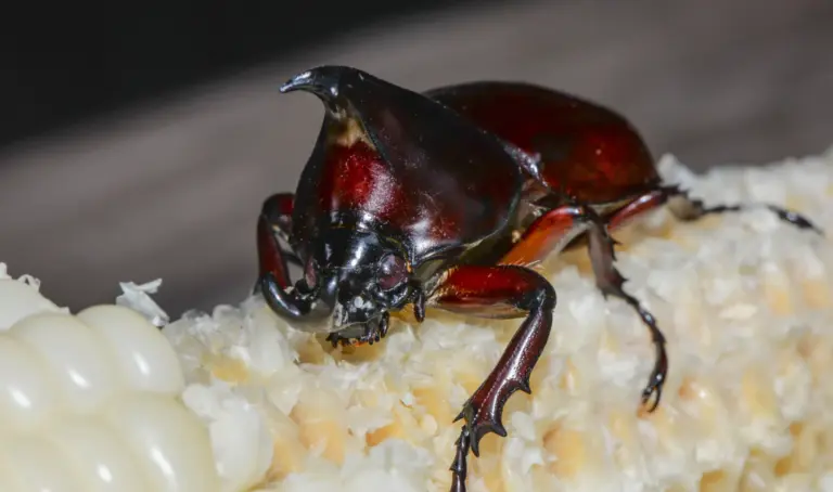 Ein Schädling namens Maiskäfer auf einem Maiskolben. Natürliche Nützlinge dafür sind Schlupfwespen.