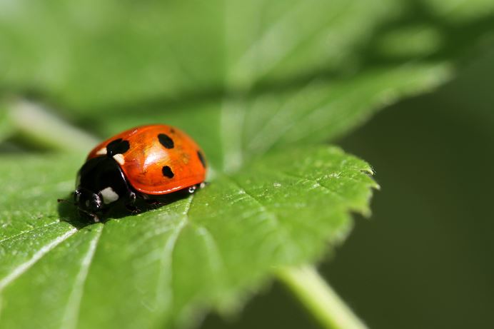 Marienkäfer auf einem Blatt