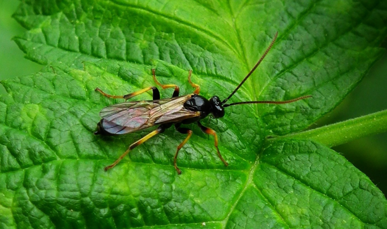 Minierfliege auf einem Blatt