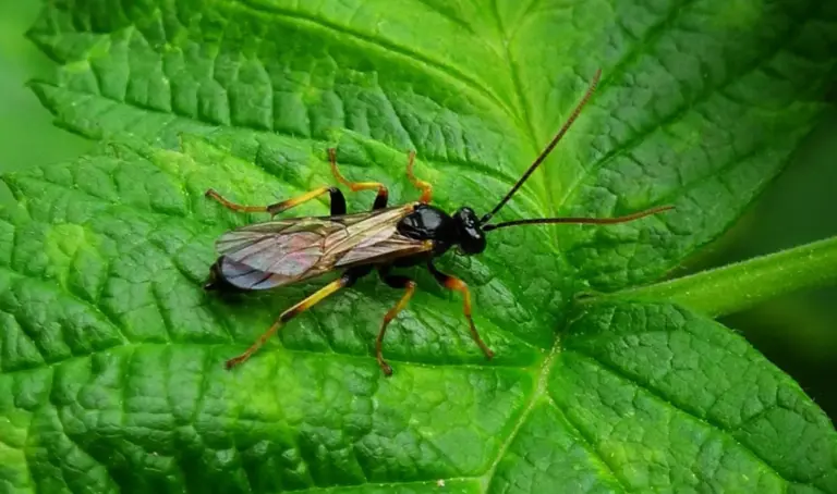 Ein Schädling namens Minierfliege auf einem Blatt. Natürliche Nützlinge dazu sind Schlupfwespen.