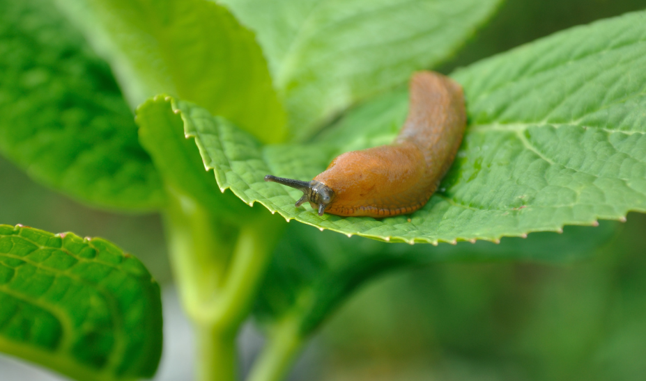 Nacktschnecke auf einem Blatt