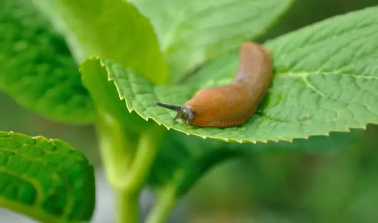 Ein Schädling namens Nacktschnecke auf einem Blatt. Natürliche Nützlinge dafür sind Nematoden.