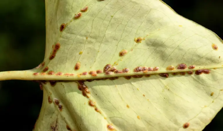 Schädlinge namens Napfschildläuse auf einem Blatt. Natürliche Nützlinge dafür sind Schlupfwespen.