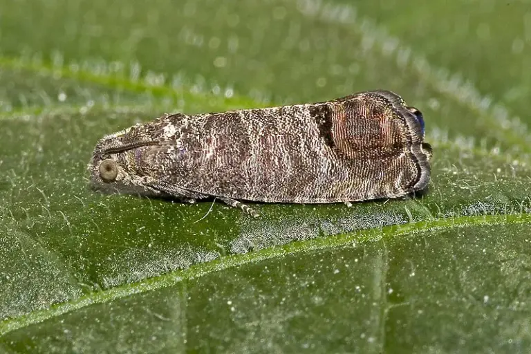 Schädlinge namens Pflaumen- und Apfelwickler auf einem Blatt. Natürliche Nützlinge dazu sind Nematoden und Schlupfwespen.