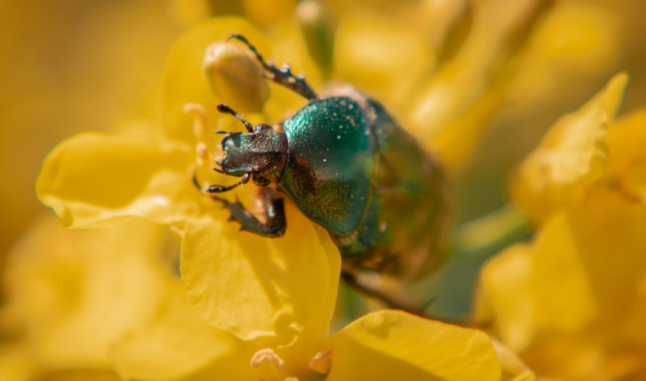 Ein Rapskäfer auf einer Blüte