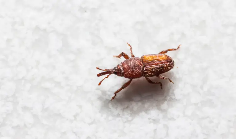Ein Schädling namens Reiskäfer auf Untergrund. Natürliche Nützlinge dafür sind Schlupfwespen.
