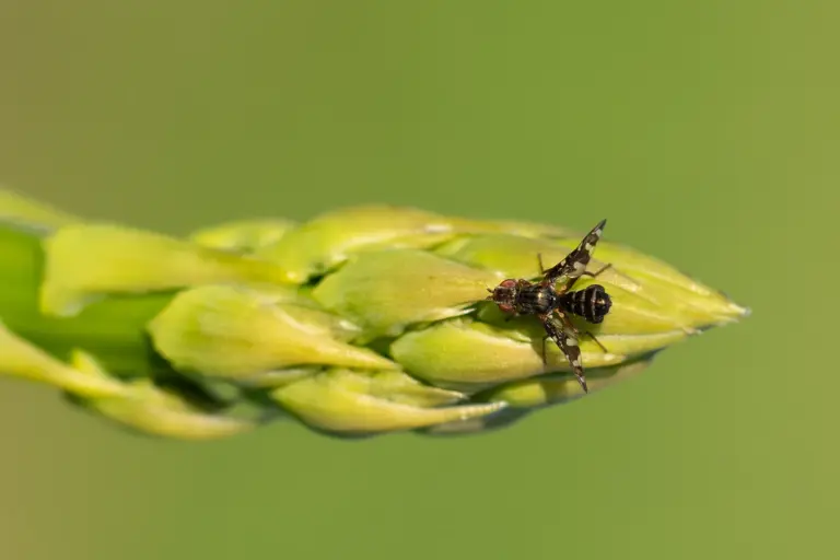 Ein Schädling namens Spargelfliege auf einer Knospe. Natürliche Nützlinge dafür sind Schlupfwespen.