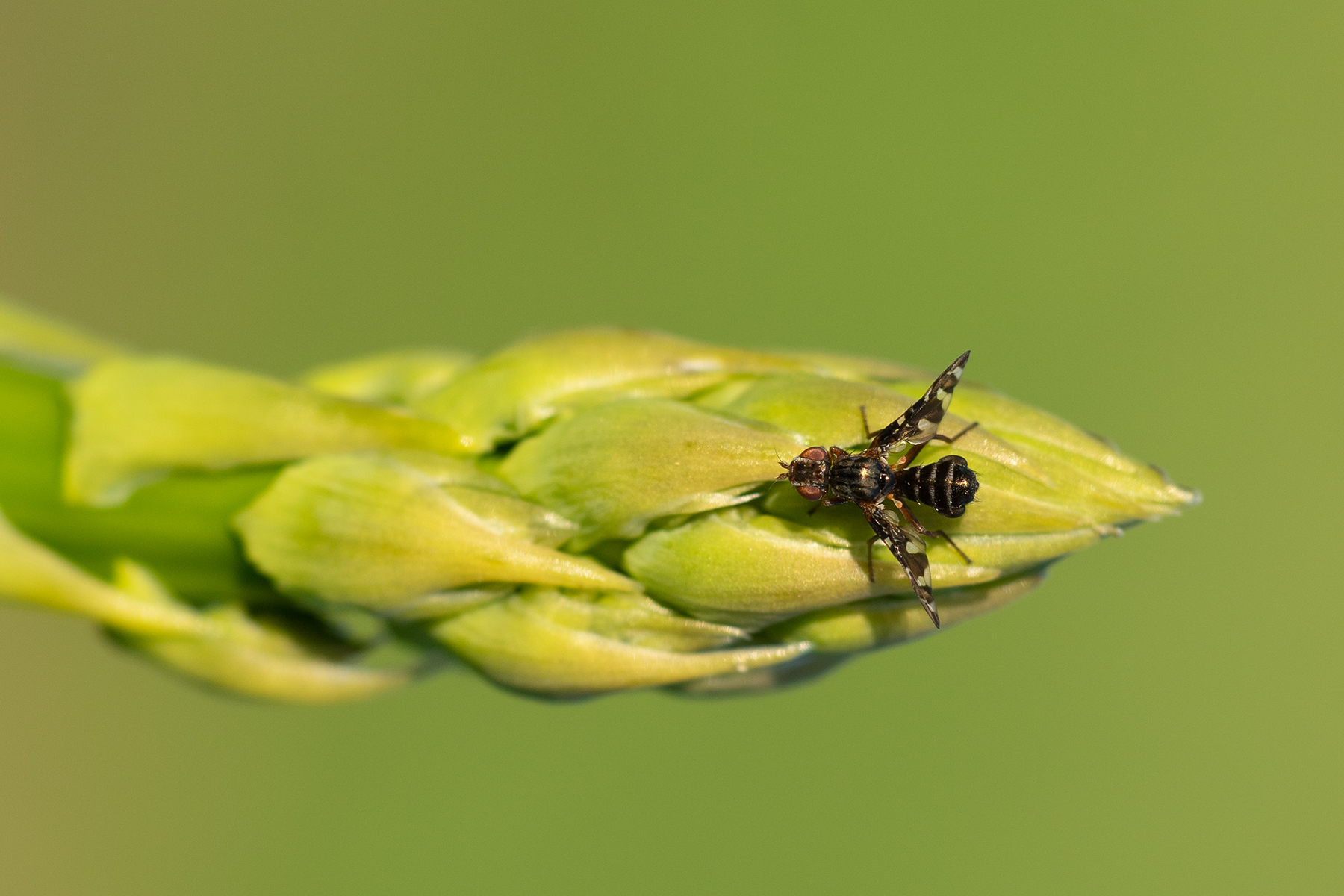 Spargelfliege von oben auf einem Blatt