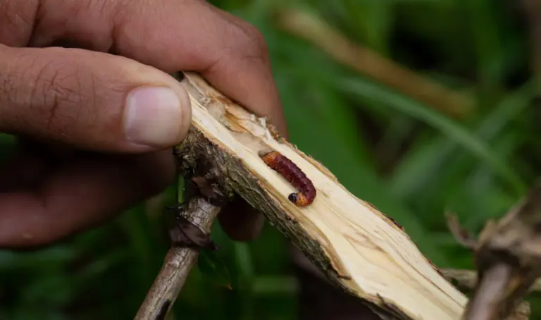Ein Schädling namens Wurzelbohrer in einem Ast. Natürliche Nützlinge dafür sind Nematoden.